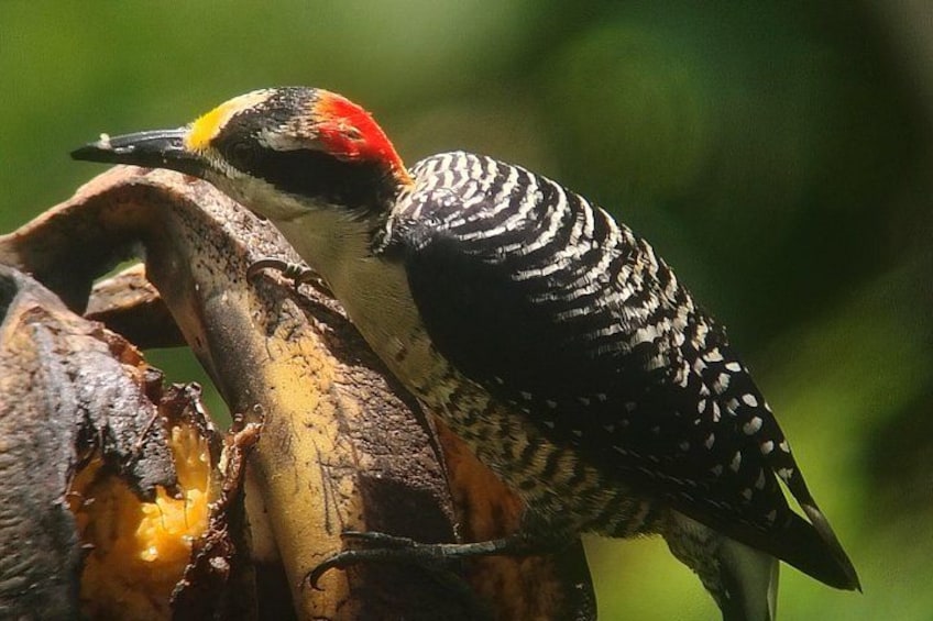 A woodpecker with a red head and black and white striped body, perched on a tree. 2