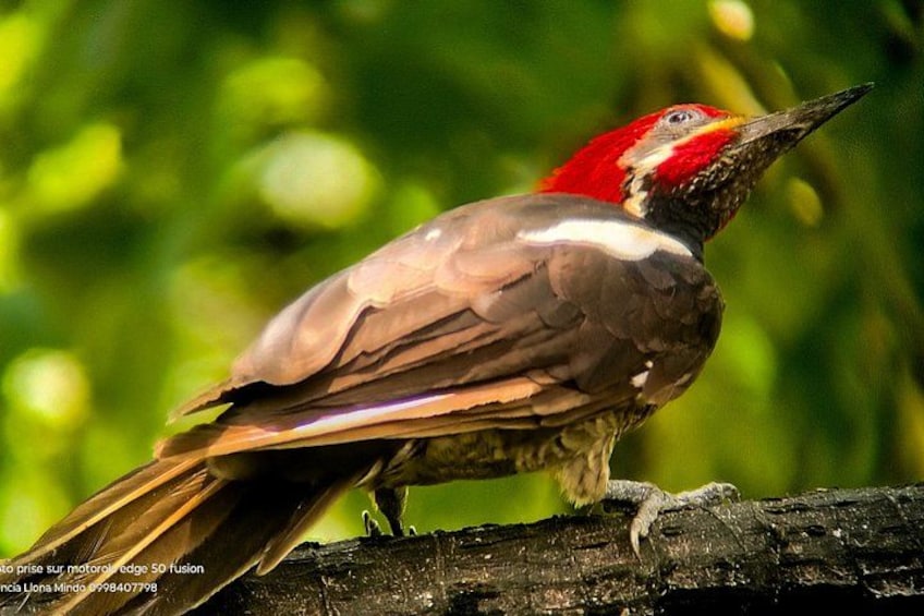 A bird with red head and grey body perched on a log. 3