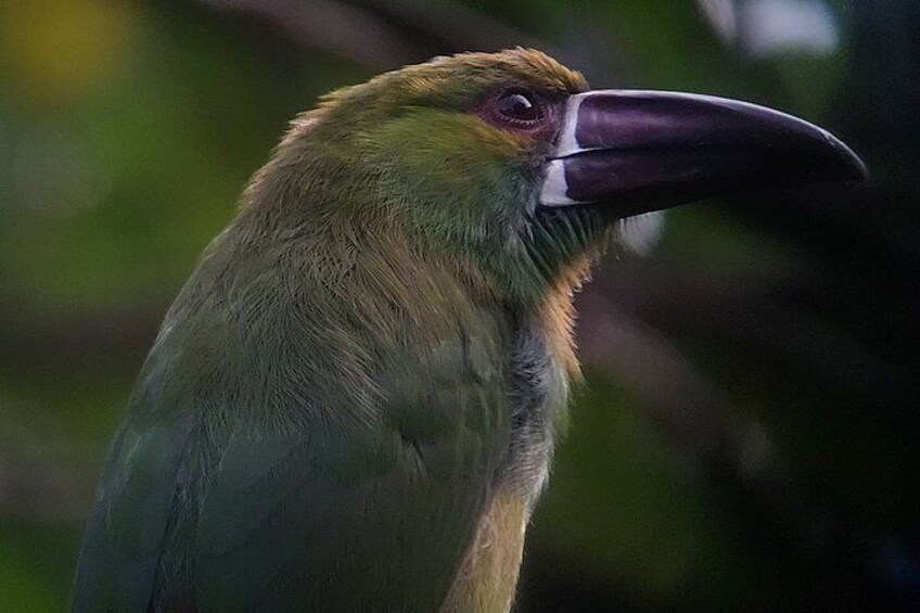 A toucan with a large beak and green feathers. 1