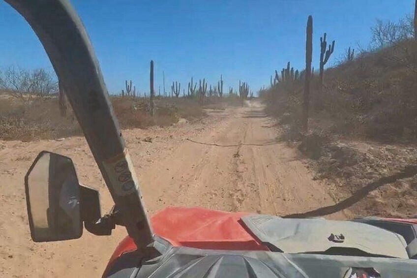 A dirt road flanked by cacti and sparse vegetation. 2