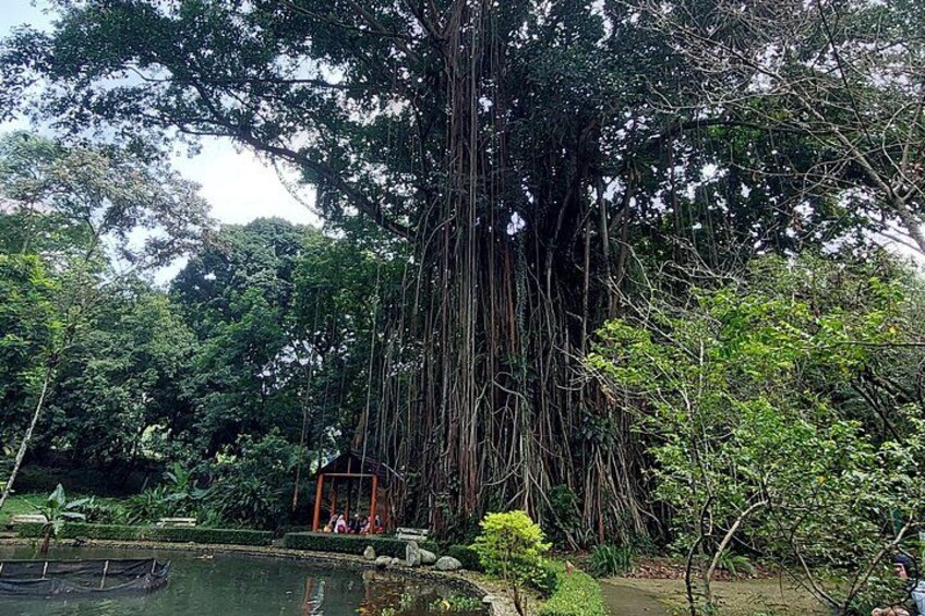 Jakarta Bogor Botanical Garden, Ricefield, Waterfall Shared Tour 2