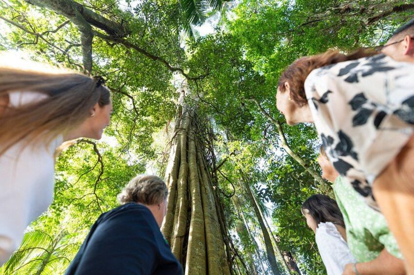 Kangaroos, Koalas & Tamborine Mountain Tour from Gold Coast 3