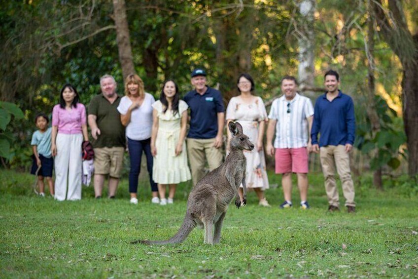 Kangaroos, Koalas & Tamborine Mountain Tour from Gold Coast 2