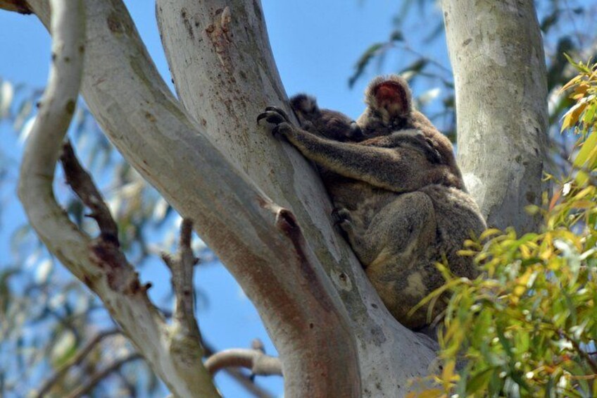Koalas in tree 4