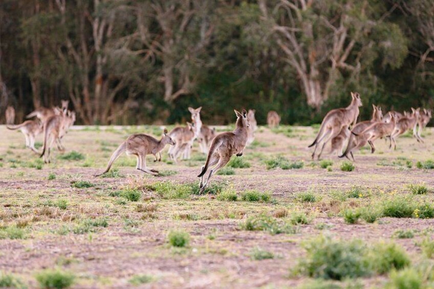 Kangaroos jumping 5