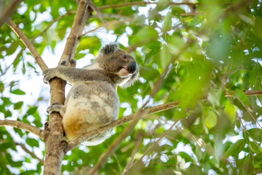 Kangaroos, Koalas & Tamborine Mountain Tour from Gold Coast 1