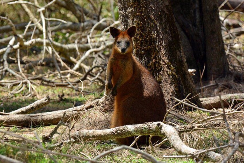 Red Necked Wallaby 2