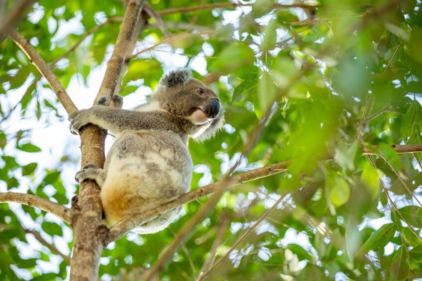 Kangaroos, Koalas & Tamborine Mountain Tour from Gold Coast 1