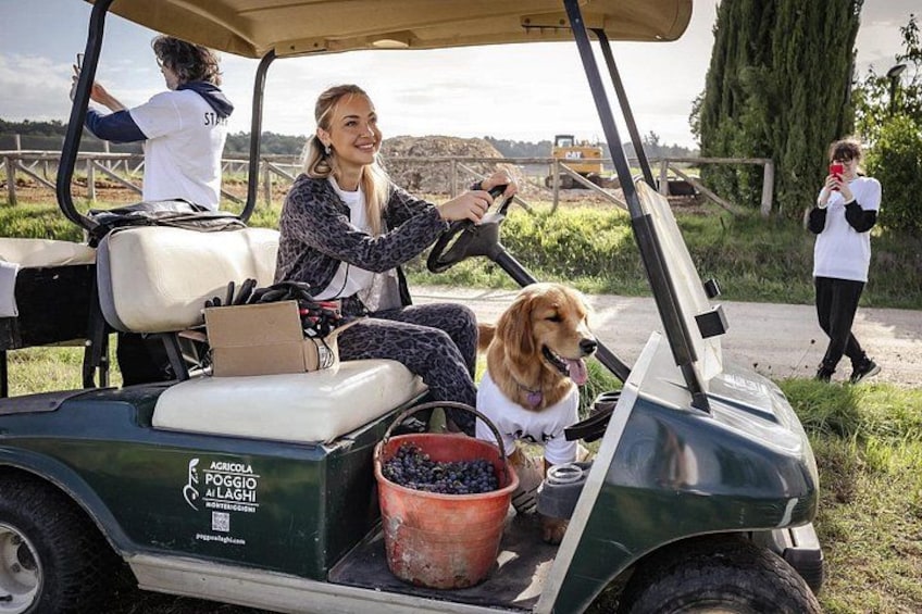 Ein Golfmobil mit einem Hund und einer Person, einem Eimer voller Blaubeeren sowie einer Person, die ein Foto macht. 5