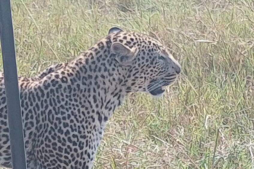 A leopard with a spotted coat standing in tall grass. 2