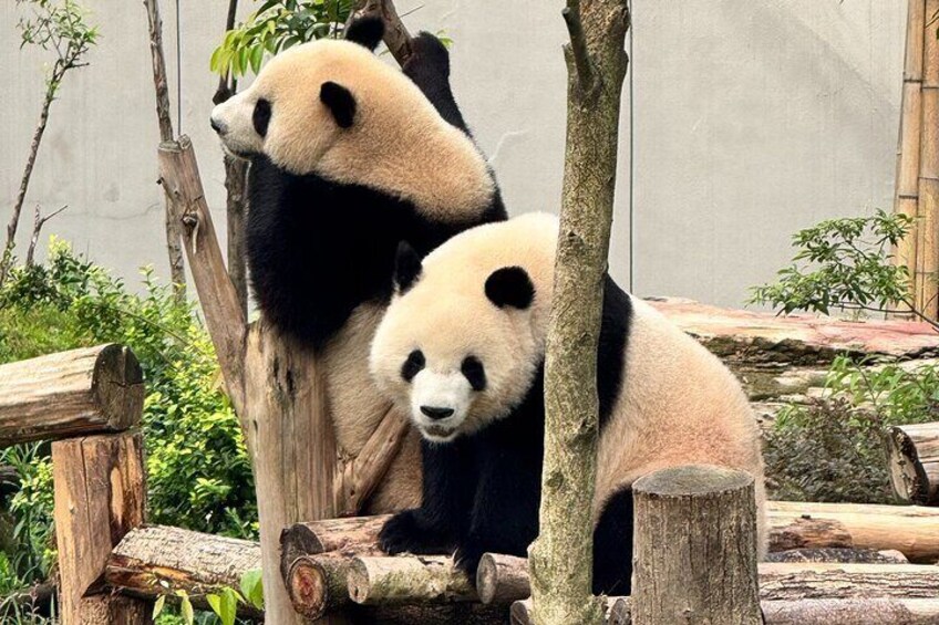 Two pandas sitting on a wooden log in a zoo enclosure. 5