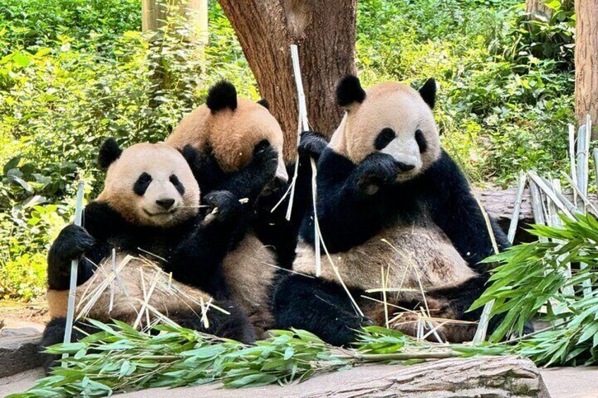 Two pandas sitting on the ground, eating bamboo. 1