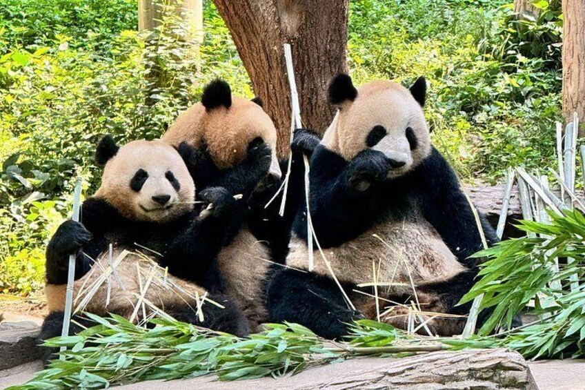 One Day Chengdu Itinerary Panda and Buddha Adventure 1