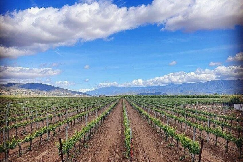 A vineyard with rows of grapevines under a clear sky. 2