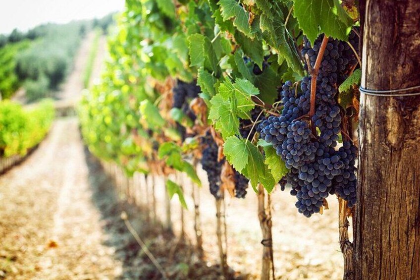A vineyard with rows of grapevines and clusters of dark grapes. 5