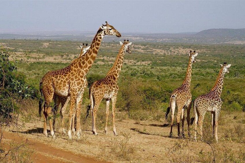 2 Days Private Safari to Salt Lick Lodge & Taita Hills from Diani 2