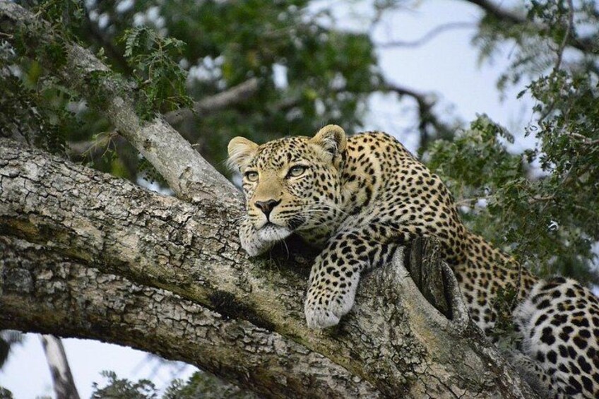2 Days Private Safari to Salt Lick Lodge & Taita Hills from Diani 4