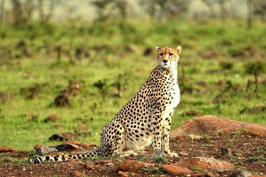 2 Days Private Safari to Salt Lick Lodge & Taita Hills from Diani 5