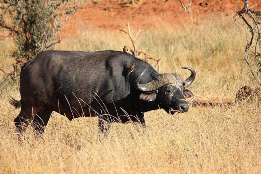 2 Days Private Safari to Salt Lick Lodge & Taita Hills from Diani 3