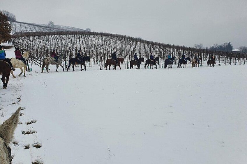 Horse Riding Adventure in Langhe: Piemonte's Scenic Vineyards 2