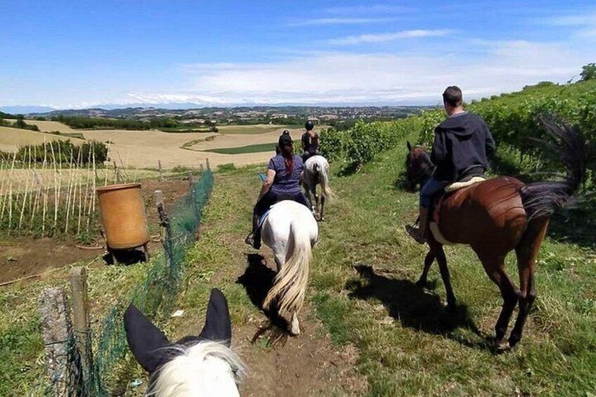 Horse Riding Adventure in Langhe: Piemonte's Scenic Vineyards 4