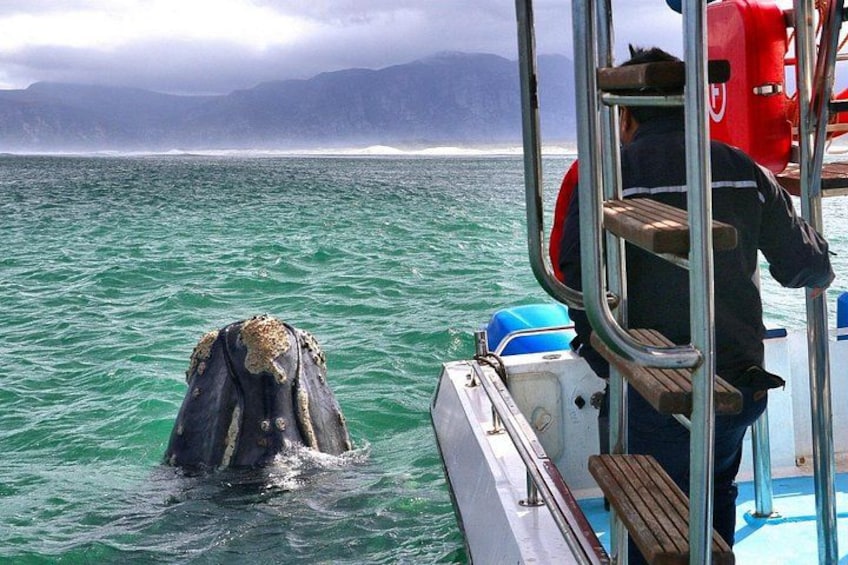 Un bote con una persona en la cubierta, un flotador salvavidas rojo y una ballena grande en el agua. 2