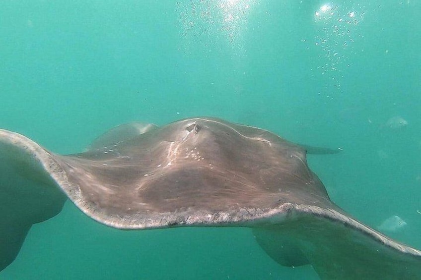 Una raya nadando en aguas turquesas cristalinas. 5
