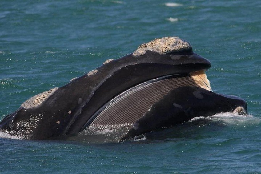Una gran ballena con un agujero respiratorio visible y cabeza cubierta de percebes en el océano. 3