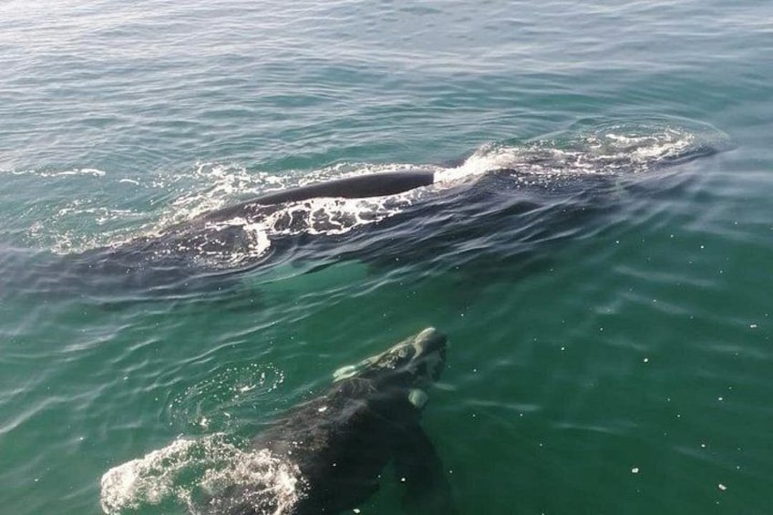 Una ballena nadando en el océano. 4