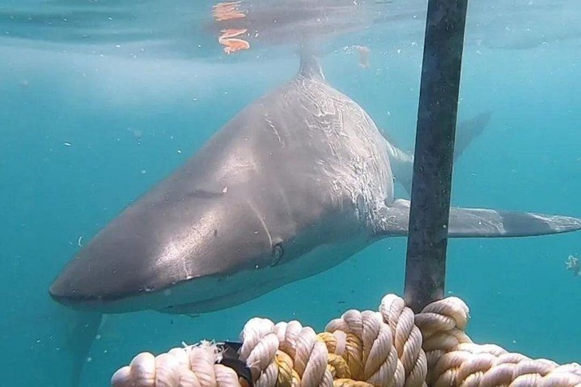 Un gran animal marino, posiblemente una ballena, nadando en aguas azules cristalinas. 1