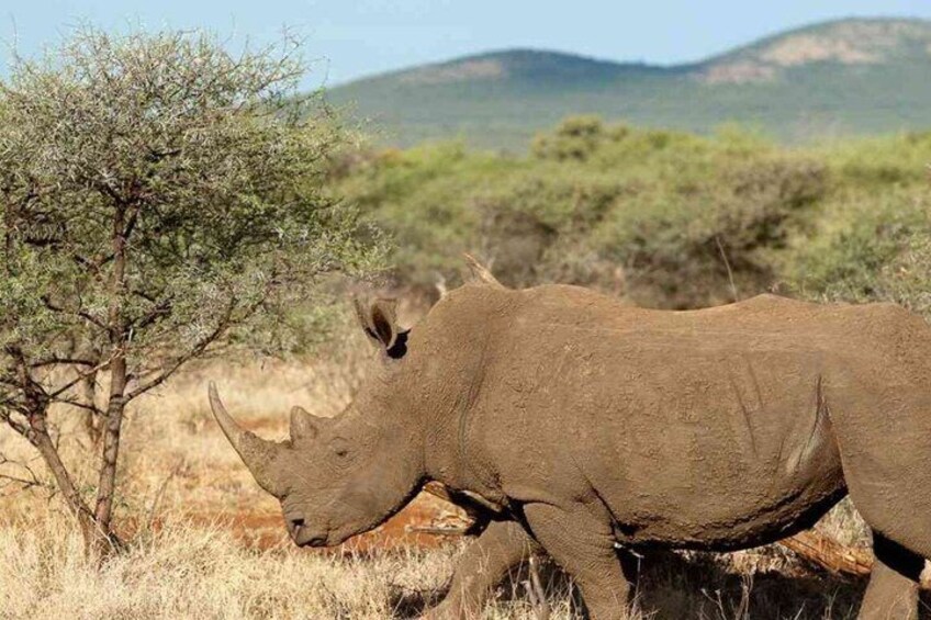 Un rinoceronte in una savana arida con pochi alberi e colline in lontananza. 2