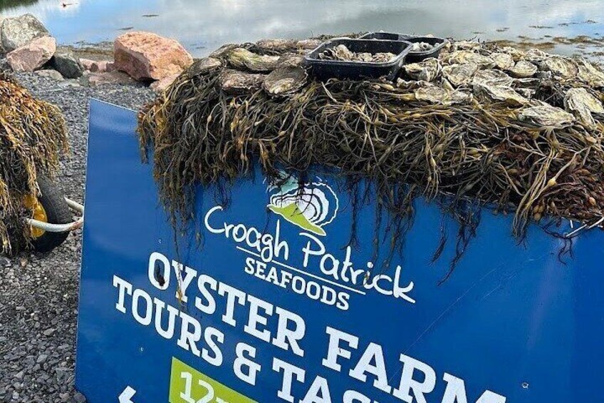 A sign for Croagh Patrick Seafood Tours & Farm. 1