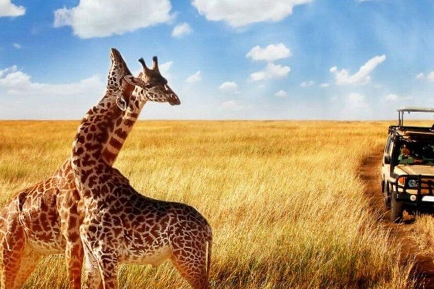 A giraffe in a field with a safari vehicle. 5