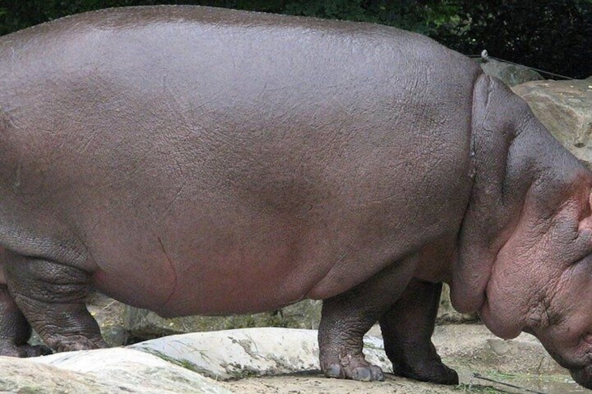 Un hippopotame debout sur un rocher. 2