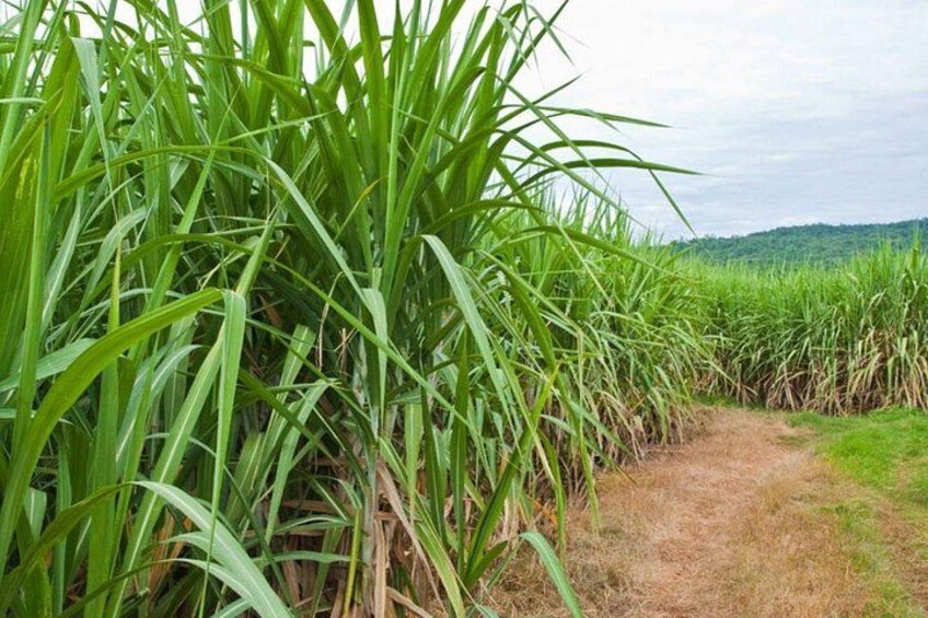 A field of tall green plants with a dirt path leading through. 4