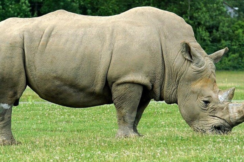 Un rhinocéros broutant dans un champ d’herbe. 4