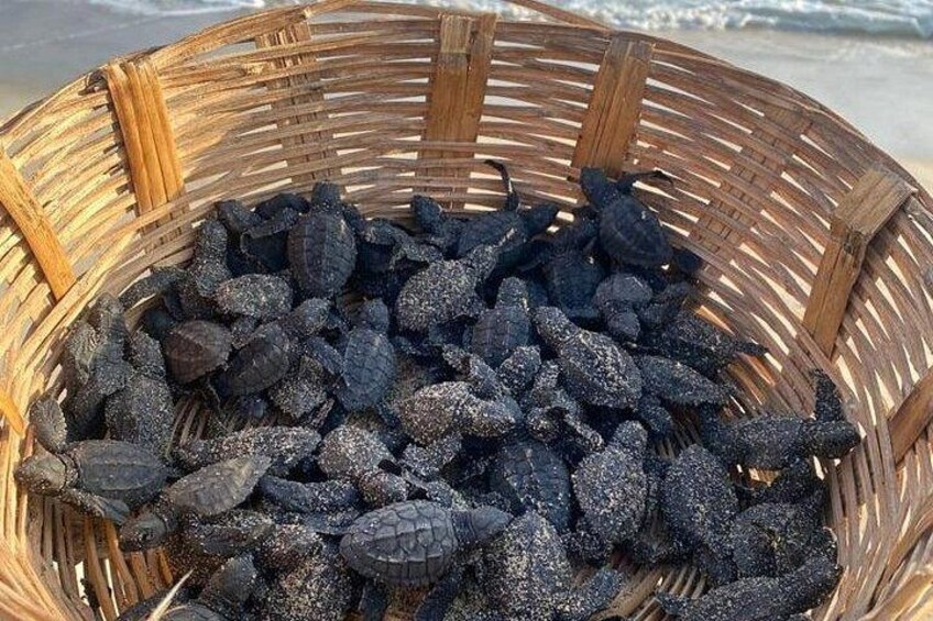 A woven basket filled with turtles on a beach. 2