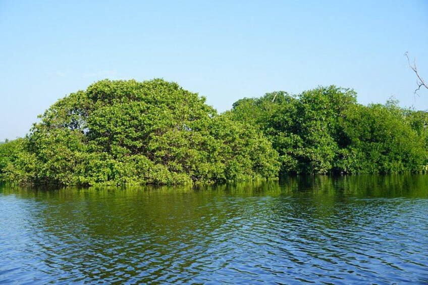 A calm lake with dense green foliage and a clear sky. 3