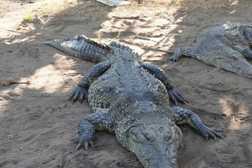 Reptile Eco Tour in Oaxacas Coastal Communities 2