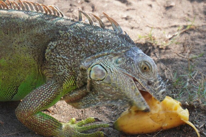 An iguana eating a fruit on the ground. 4