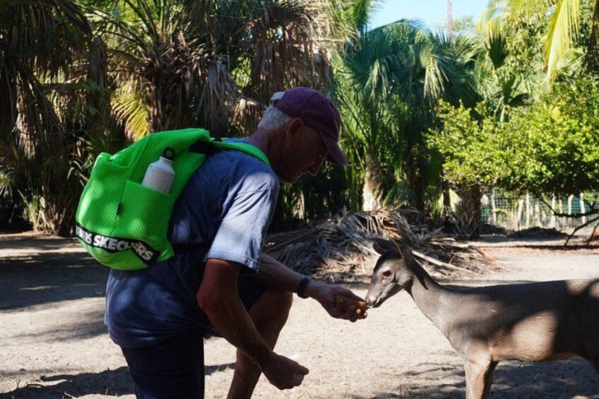 A person with a green backpack interacting with a horse in a natural setting with palm trees. 2