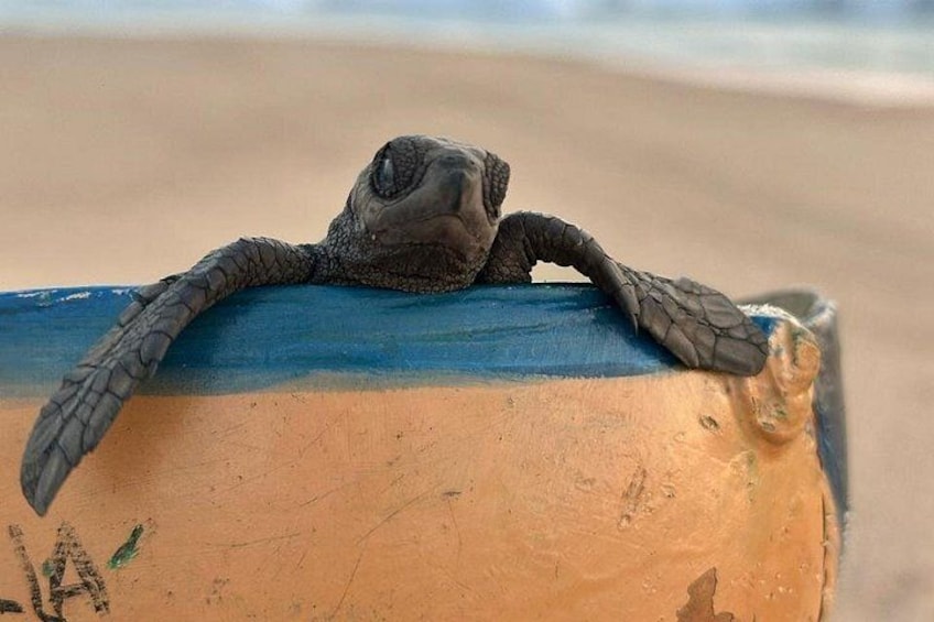 A turtle on a blue and orange surface. 3