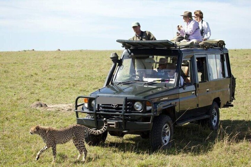 3-Days Masai Mara Lodge Safari 5