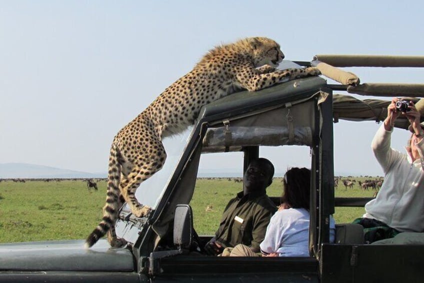 3-Days Masai Mara Lodge Safari 1