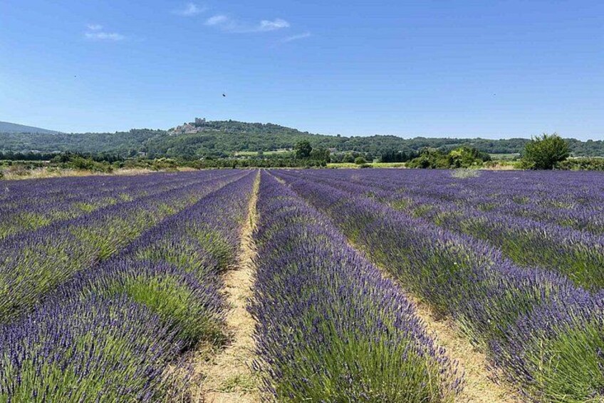 Lavender Chateau Lacoste 5