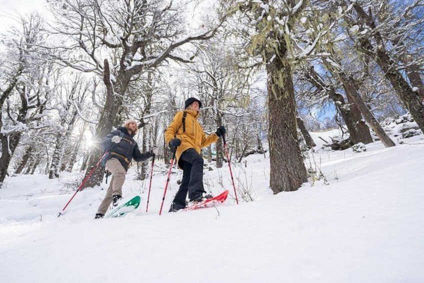 Two people skiing in a snowy forest. 1