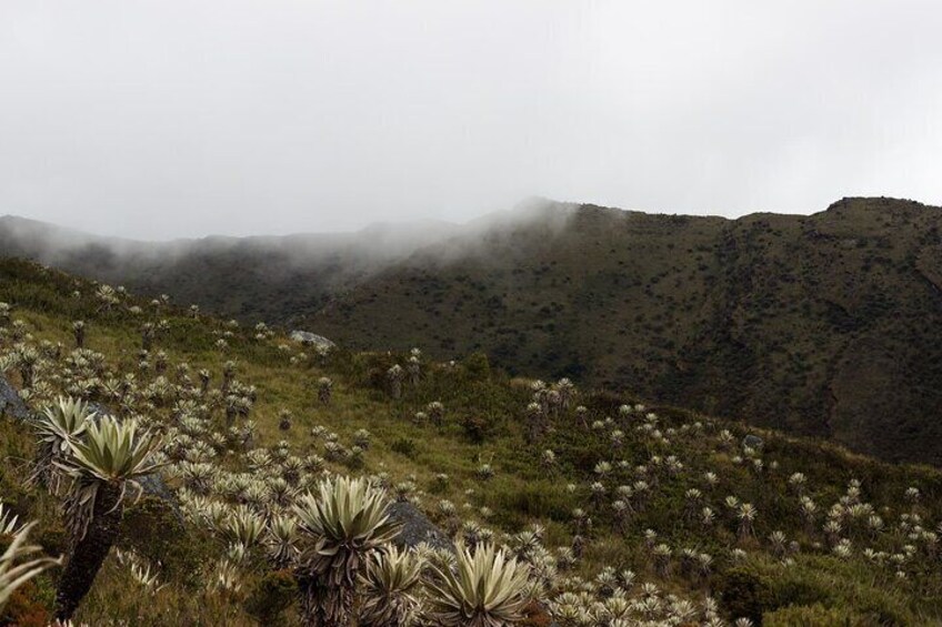 Paesaggio montuoso con cactus e fiori selvatici. 3