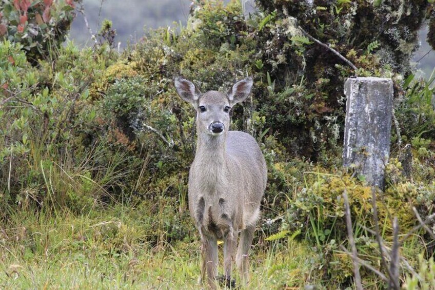 Chingaza National Park: Private Tour with Guide and Transport 1