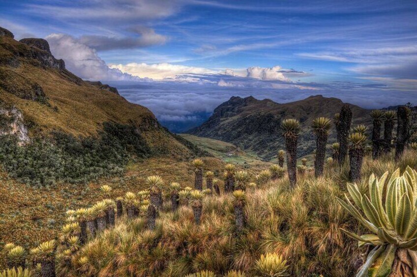Chingaza National Park: Private Tour with Guide and Transport 5