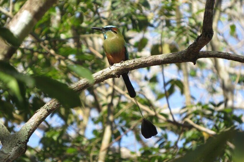 Turquoise-browed Motmot, El Salvador's national bird known as "El Torogoz" Photo Benjamin RIvera 1